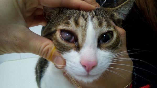 Skyet øye hos katter - Årsaker og behandlinger - Feline eosinofil keratokonjunktivitt 