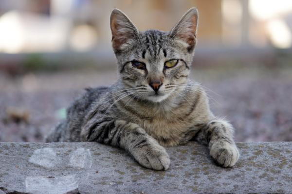Skyet øye hos katter - Årsaker og behandlinger - Feline Chlamydiose