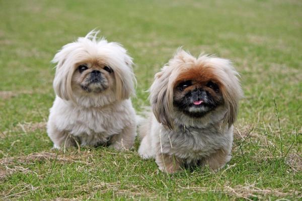 Pekingese hundpleie - Mer omsorg for Pekingese hunden