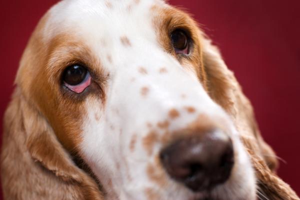 Tørre øyne hos hunder - årsaker, symptomer og behandling - tørre øyesyndrom hos hunder - symptomer
