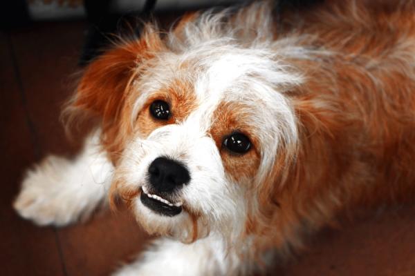 Tørre øyne hos hunder - Årsaker, symptomer og behandling - Årsaker til tørre øyne hos hunder