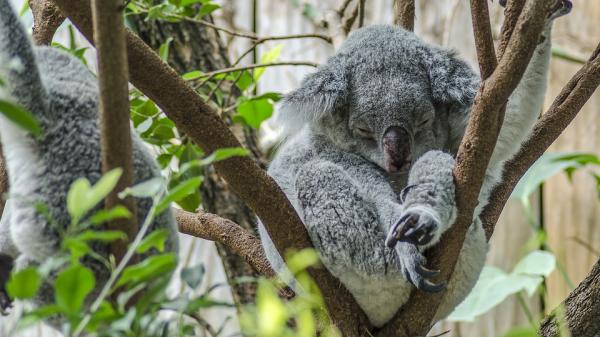 Hvor mye sover en koala?  - Hvor mange timer sover en koala?