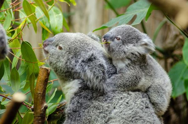 Hvor mye sover en koala?  - Den truede koalaen?