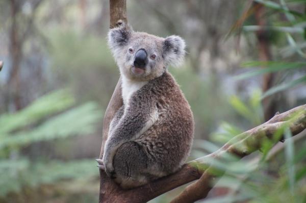 Hvor mye sover en koala?  - Kjennetegn på koalaer