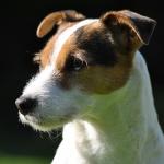 1631210870 181 Parson russell terrier