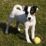 1631210870 477 Parson russell terrier