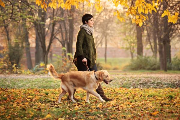 10 vanlige feil når du går med hunden din - 8. Ikke varier turens rute