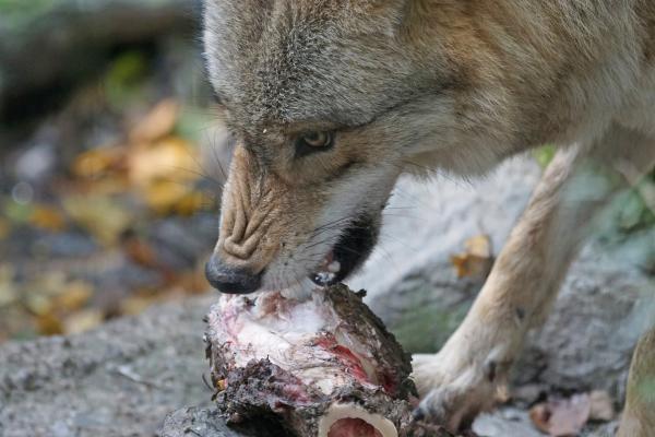 Ulvediett - Hvor mye en ulv spiser