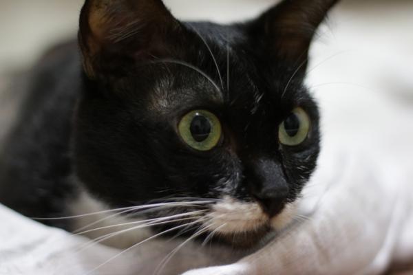 Hvorfor har katten min utvidede pupiller?  - Dilaterte pupiller hos katter på grunn av glaukom og andre okulære patologier