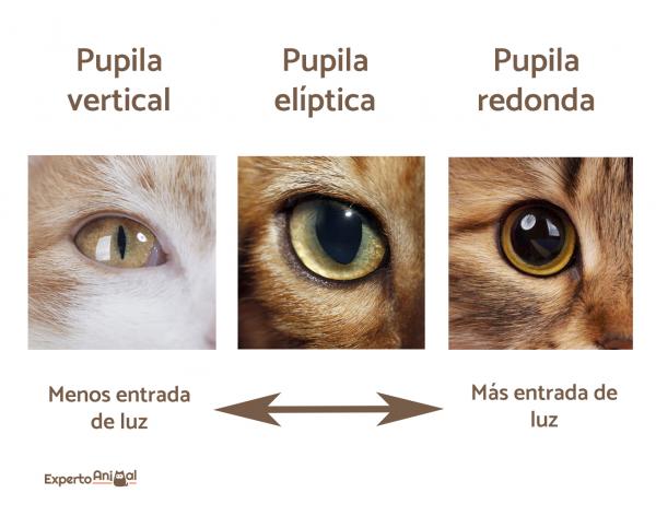 Hvorfor har katten min utvidede pupiller?  - Betydning av kattens elever