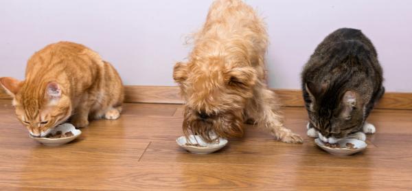 5 tips for sameksistens mellom hunder og katter - 4. Gi dem mat i separate områder