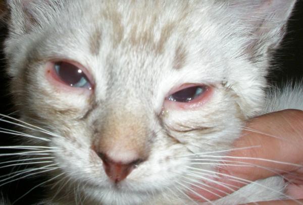 Hvorfor har katten min oppblåste øyne?  - 5 årsaker - Konjunktivitt - Oppblåste øyne, med flekker og betent øyelokk