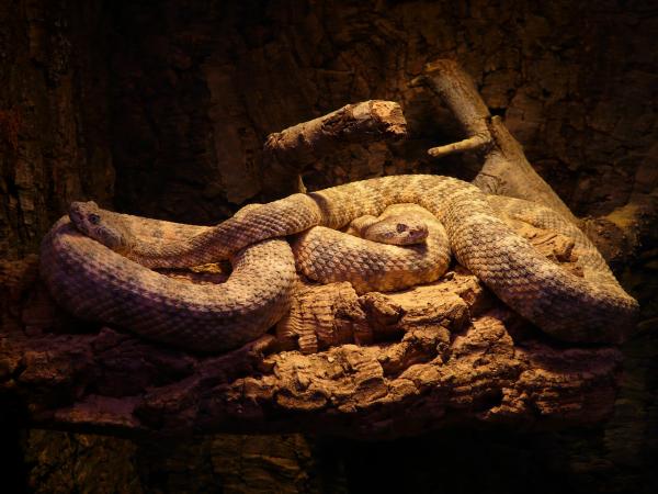Fôring av slanger - Klassifisering av slanger i henhold til deres type fôring