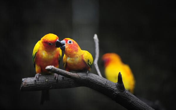 Tren kjærlighetsfugler - Opplæringens tålmodighet