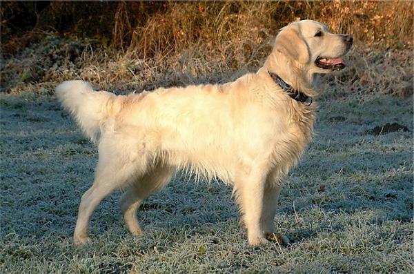 Golden Retrievers historie - På jakt etter den perfekte hunden