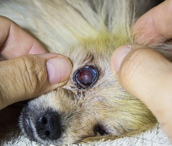 Hvorfor klør hunden min så mye i øynene?  - Kløe i hundens øyne på grunn av et hornhinnesår