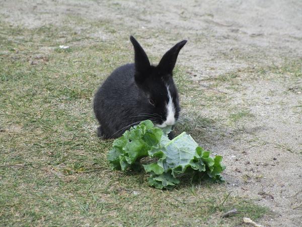 Kan kaniner spise salat?  - Hvor mye salat passer for kaniner?