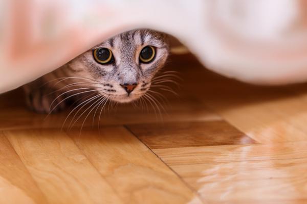 Hvorfor gjemmer katter seg på mørke steder?  - Hvorfor gjemmer katter seg?