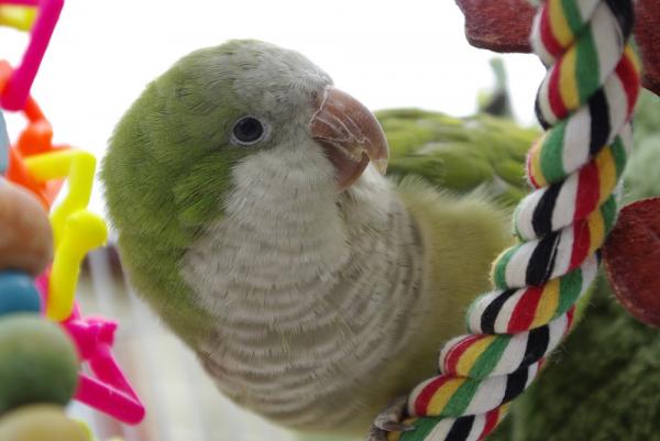 Pleie av en argentinsk papegøye - Grunnleggende omsorg for den argentinske papegøyen