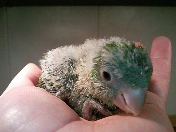 Omsorg for en argentinsk papegøye - Avtrykket