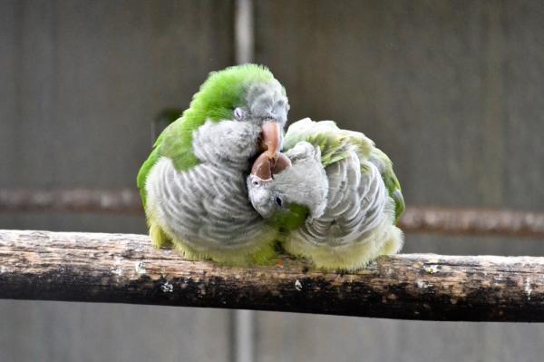 Omsorg for en argentinsk papegøye - Papegøyer er fulle