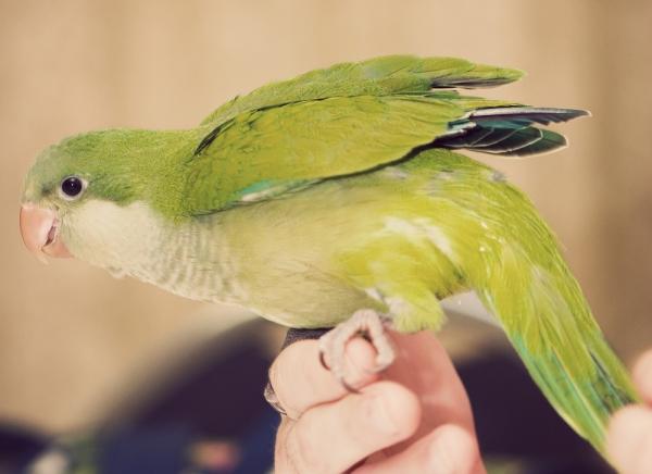 Omsorg for en argentinsk papegøye - Nysgjerrige vaner