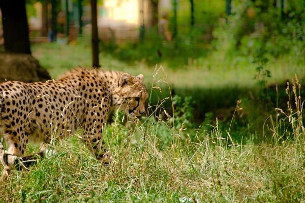 Hvor fort når en gepard?  - De er overraskende selv for zoologer