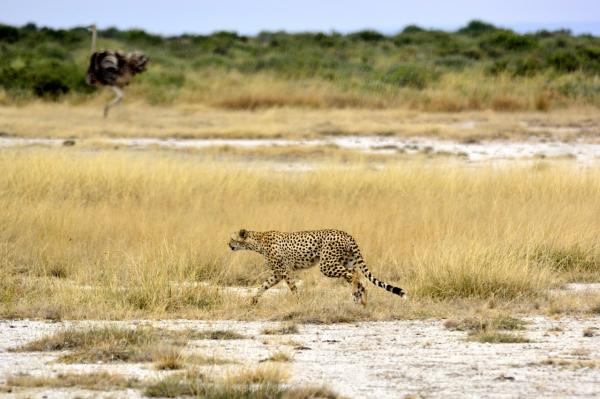 Hvor fort når en gepard?  - Forskjellig fra andre katter