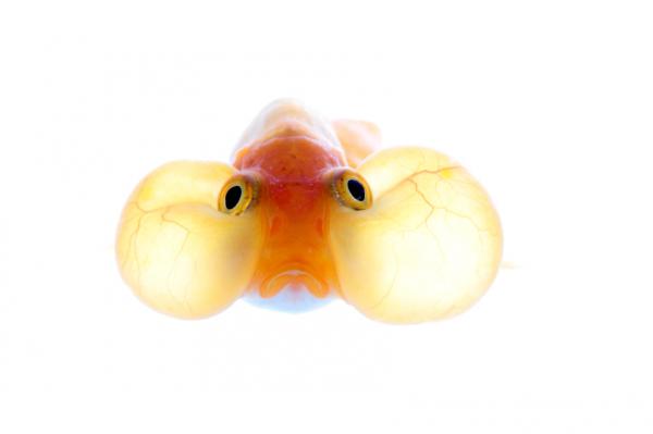 Kaldtvannsfisk - Bubble Eye Fish