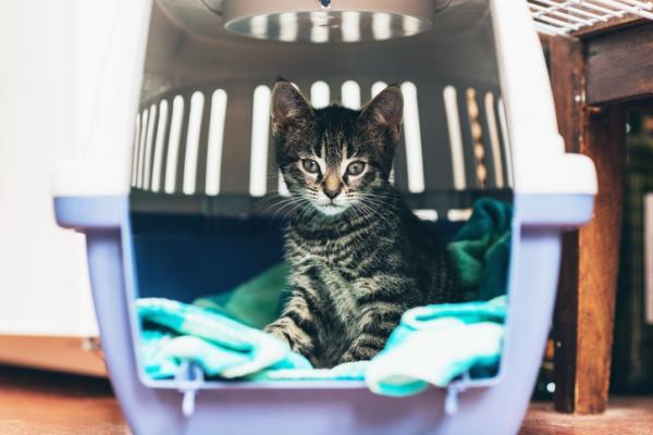 10 grunner til å adoptere en katt - Tips for adopsjon av katter