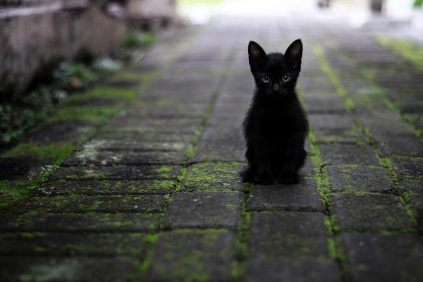 10 grunner til å adoptere en katt - 7. Grunner til å adoptere en svart katt