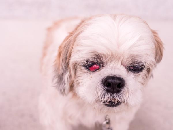 Hvorfor har hunden min røde øyne?  - Røde øyne hos hunder - Hovedårsaker