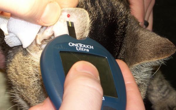 Diabetes hos katter - symptomer, diagnose og behandling - Hvordan stilles diagnosen?