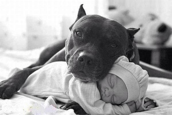Unngå sjalusi mellom barn og hunder - Presentasjon av babyen og hunden