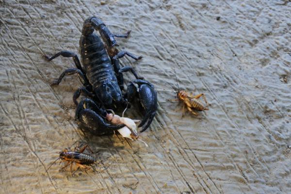 Hva spiser skorpioner?  - Er skorpioner kjøttetere eller planteetere?