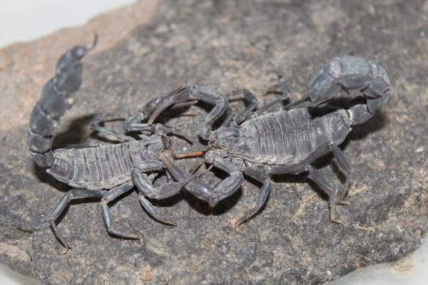 Hva spiser skorpioner?  - Er det kannibalisme hos skorpioner eller skorpioner?