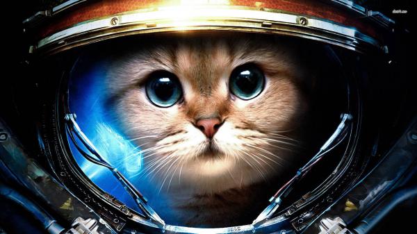 The Alien Cat Theory - The Cat and Civilization