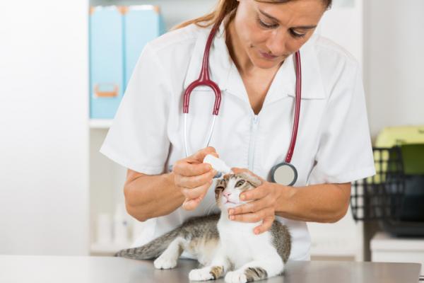 Tips for å adoptere en villkommen katt - Ta ham med til veterinæren