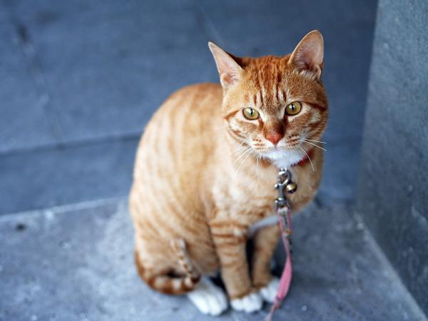 Tips for å adoptere en villfarlig katt - løper den løsmessige katten bort?