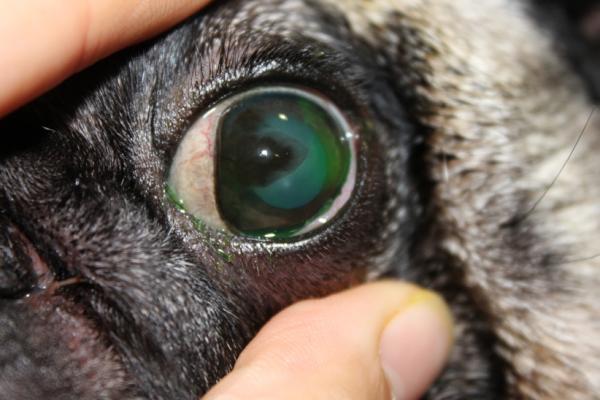 Keratitt hos hunder - typer, årsaker og behandling - vaskulær og pigmentert keratitt hos hunder