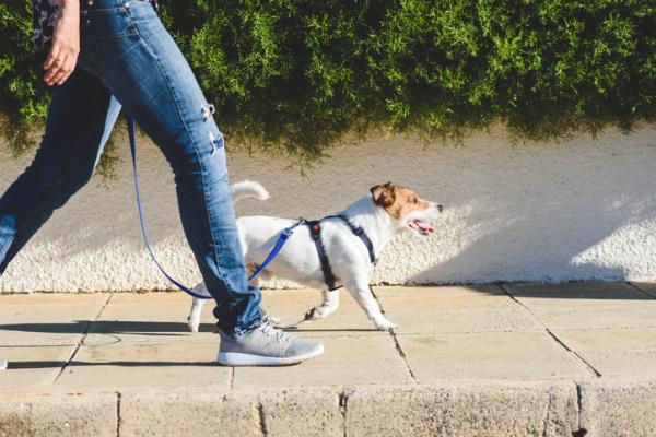 Konsekvenser av å ikke ta hunden på tur - Er det nødvendig å ta hunden med på tur?