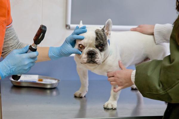 Hornhinnesår hos hunder - Symptomer og behandling - Behandling av hornhinnesår hos hunder