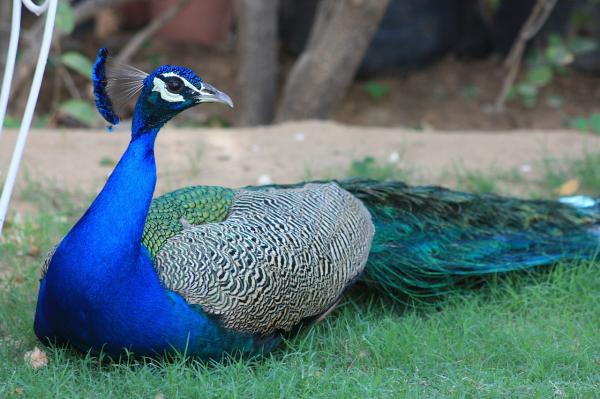 Peacock Feeding - Peacock Habitat and Distribution