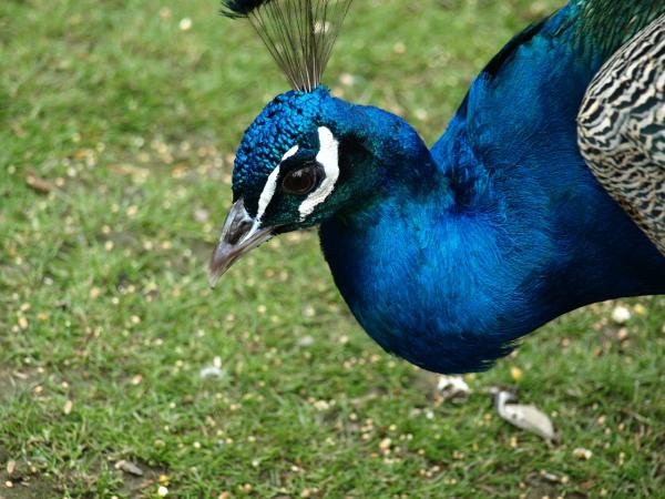 Peacock Feeding - Fôring av påfuglen i fangenskap