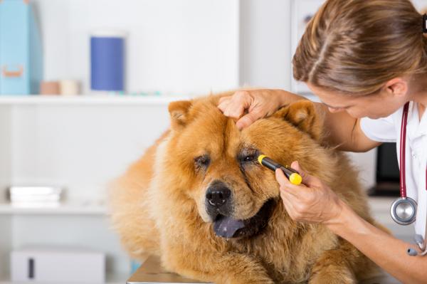 Uveitt hos hunder - årsaker og behandling - tegn på uveitt hos hunder og diagnose