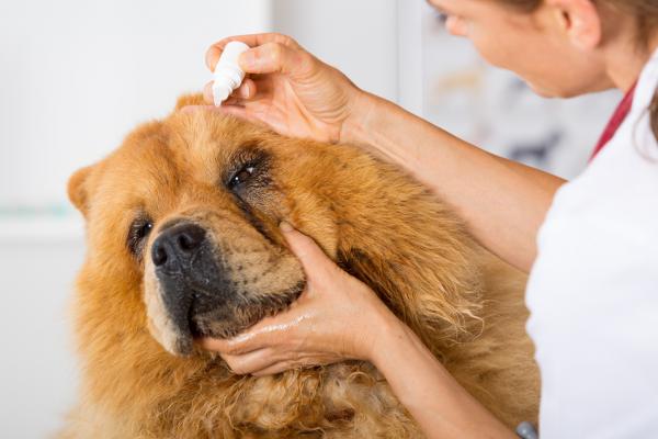 Uveitt hos hunder - årsaker og behandling - behandling for uveitt hos hunder