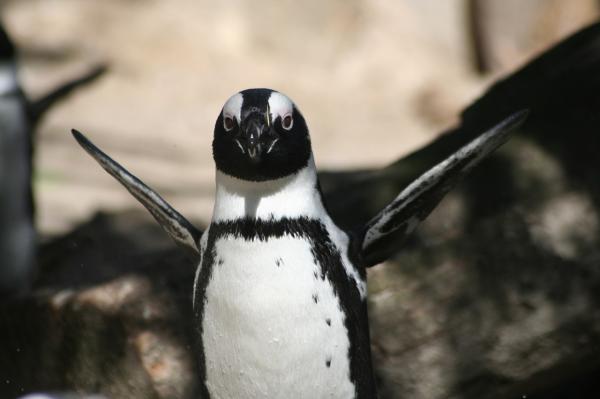 Feeding the penguin - Pingvinen, et dyr som må beskyttes