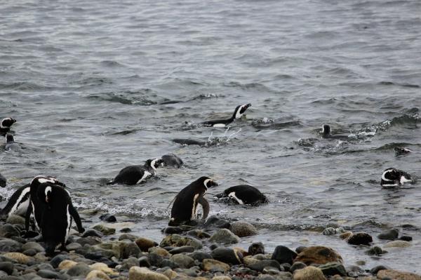 Pingvins fôring - Hvordan jakter pingviner?