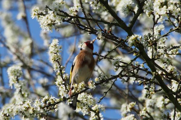 Goldfinch Care - Gullfinken, en beskyttet fugl