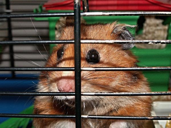 Hvorfor biter hamsteren min i buret?  - Kjedsomhet og stress, hovedårsakene til denne oppførselen